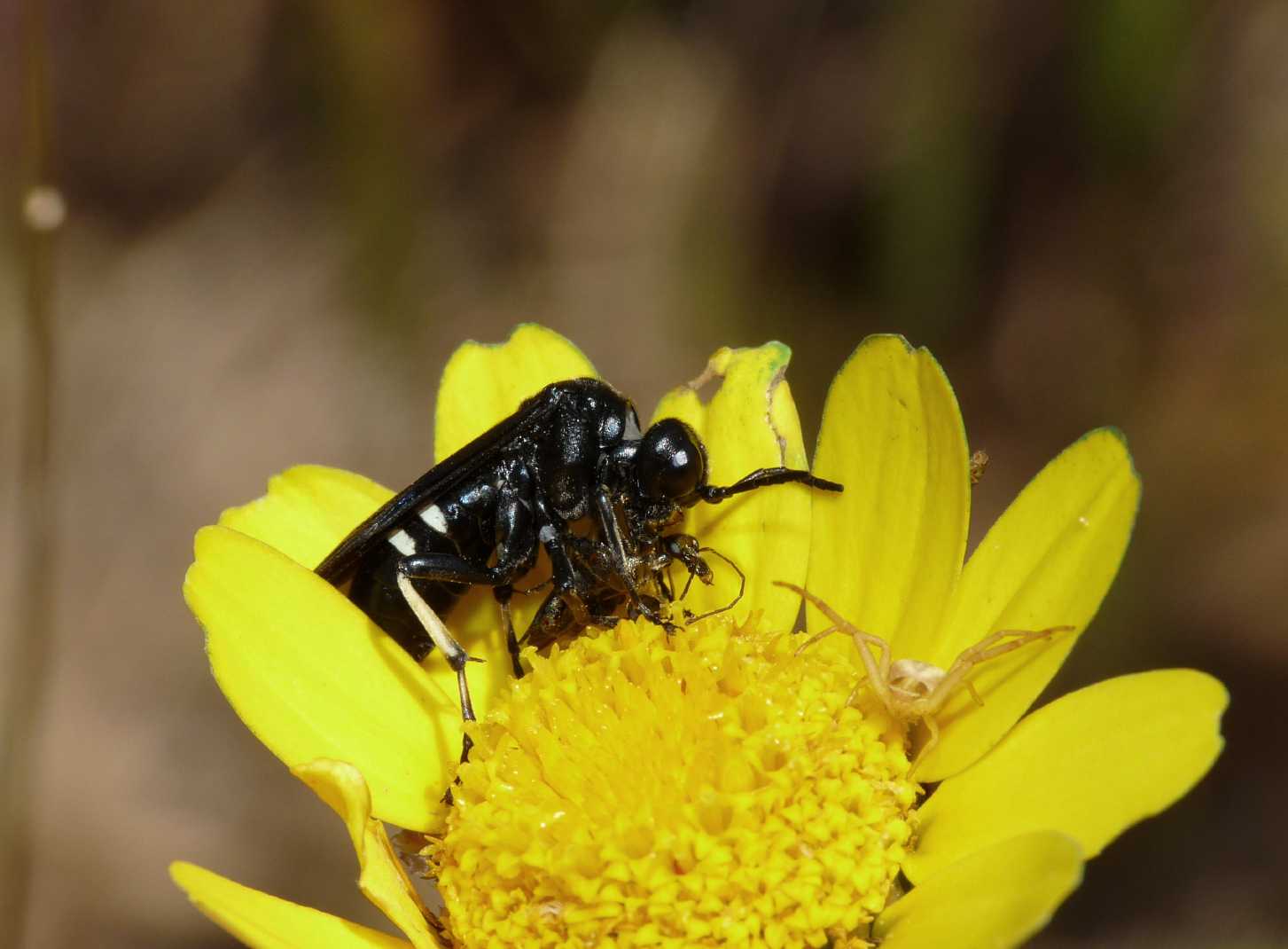 Cephaledo bifasciata preda Oedemera sp.